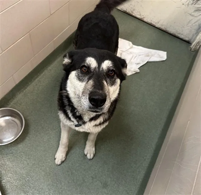 An adult large-sized female Mixed Breed dog named Luna for adoption in Santa Fe, NM