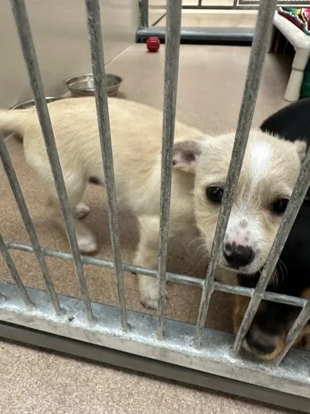 A baby small-sized female Rat Terrier dog named Reba for adoption in Santa Rosa, CA