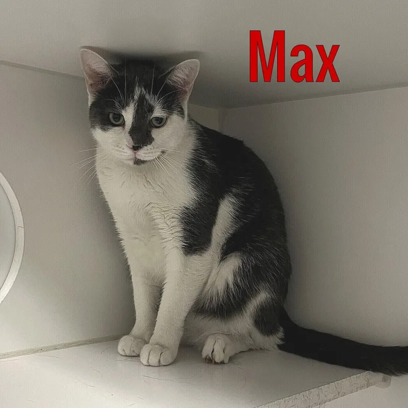 Max