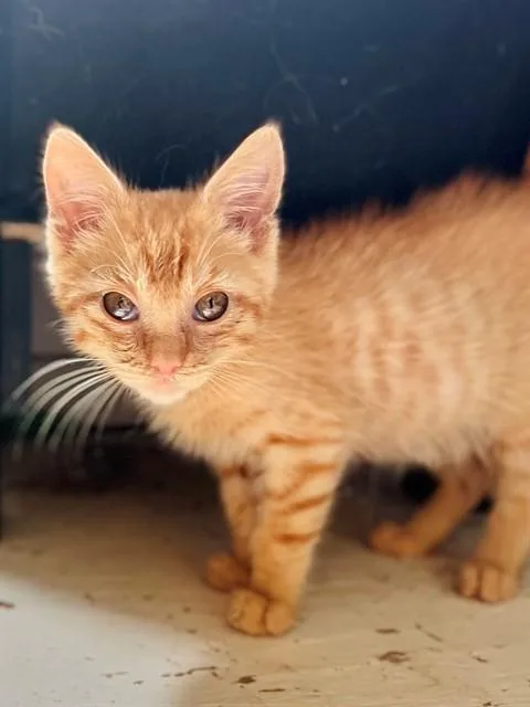 A baby small-sized male Domestic Short Hair cat named Josiah for adoption in Ontario, CA