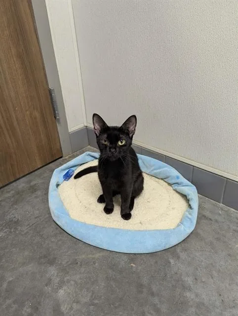 A young small-sized female Domestic Short Hair cat named Kels for adoption in Brunswick, GA