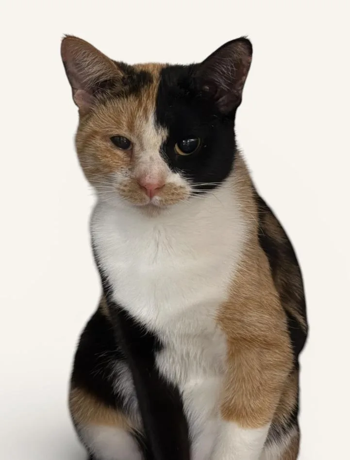 A young medium-sized female Calico Domestic Short Hair cat named Cornelia for adoption in Wyandotte, MI