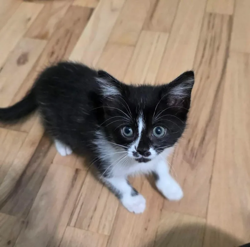 A baby small-sized female Domestic Short Hair cat named Wednesday for adoption in Fond Du Lac, WI