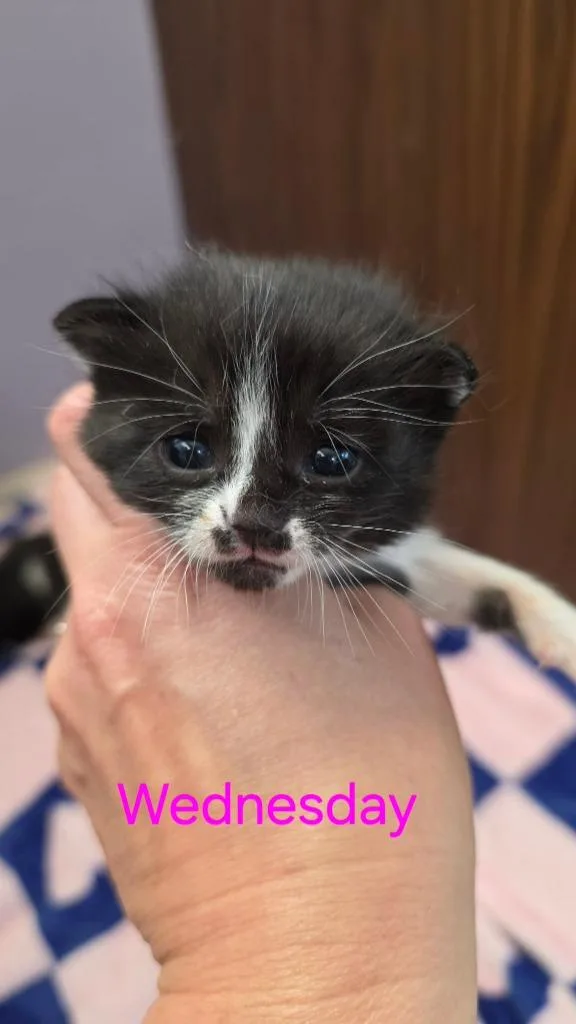 Wednesday thumbnail 2