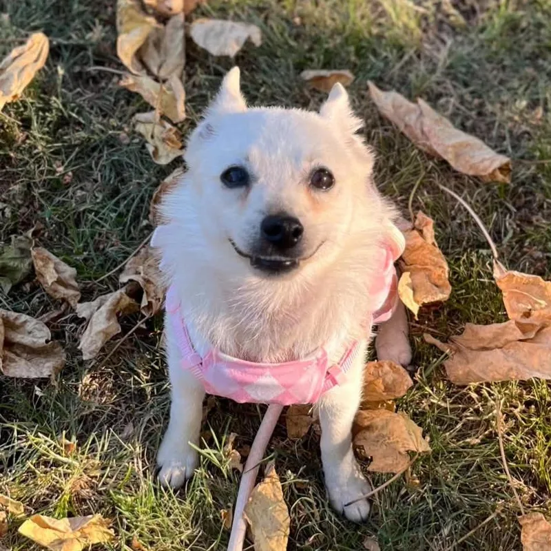 A young small-sized female White / Cream Schipperke dog named Beatrice Bella for adoption in Spring Hill, KS