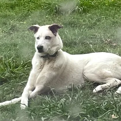 An adult medium-sized male Basenji dog named Journey for adoption in Houston, TX