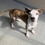 A baby small-sized male Terrier dog named Dobby for adoption in Tampa, FL