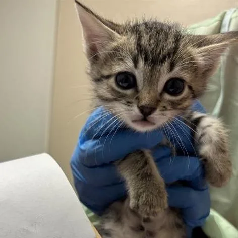 A baby small-sized female Domestic Short Hair cat named Tabby Von Meow for adoption in Tempe, AZ