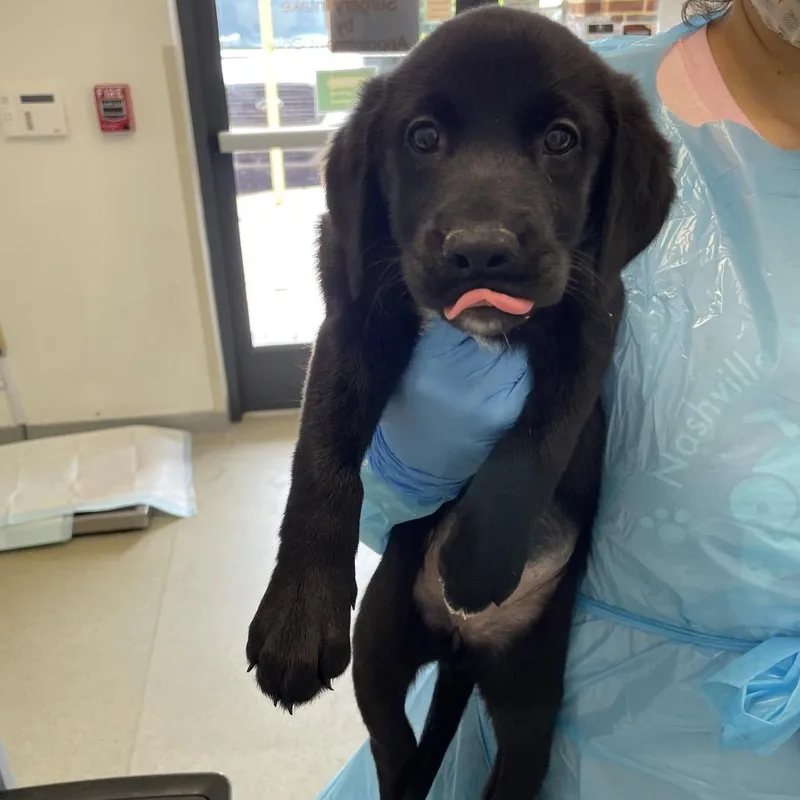 A baby small-sized female Black Labrador Retriever dog named Scary Spice for adoption in Nashville, TN