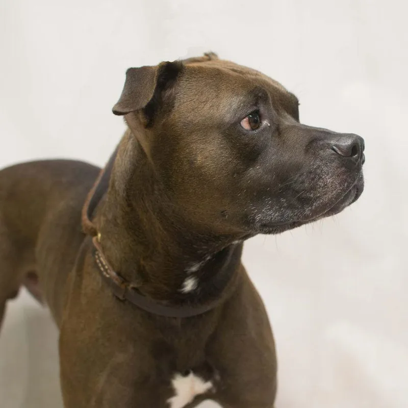 An adult medium-sized male Brown / Chocolate American Staffordshire Terrier dog named Clyde for adoption in Sanford, FL
