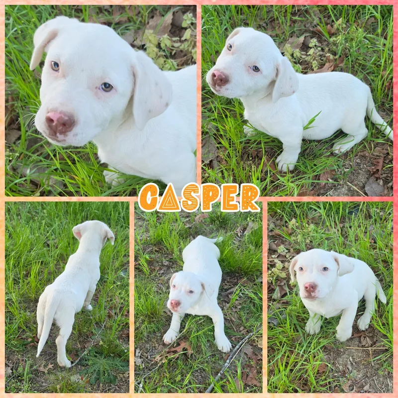 A baby medium-sized male White / Cream Beagle dog named Casper for adoption in Blacksburg, SC