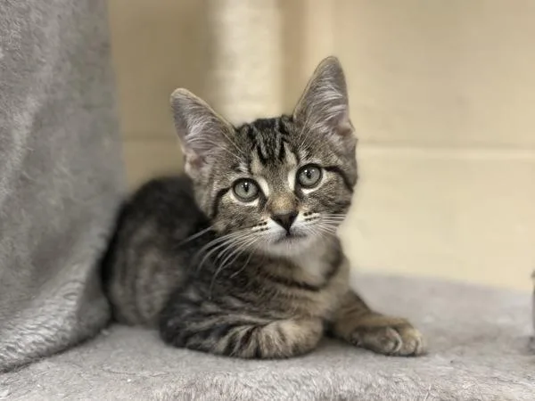 A baby small-sized male Domestic Short Hair cat named Coconut for adoption in Stratham, NH