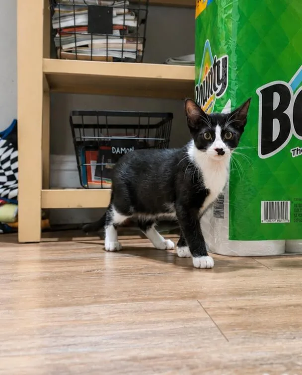 A baby medium-sized male Black & White / Tuxedo Domestic Short Hair cat named Moss for adoption in Stewartsville, NJ