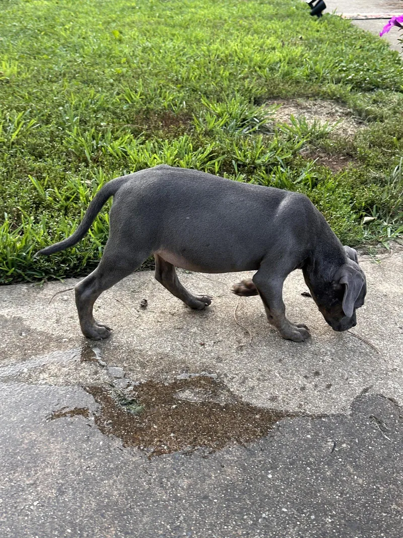A baby medium-sized female Weimaraner dog named Myla for adoption in Ball Ground, GA
