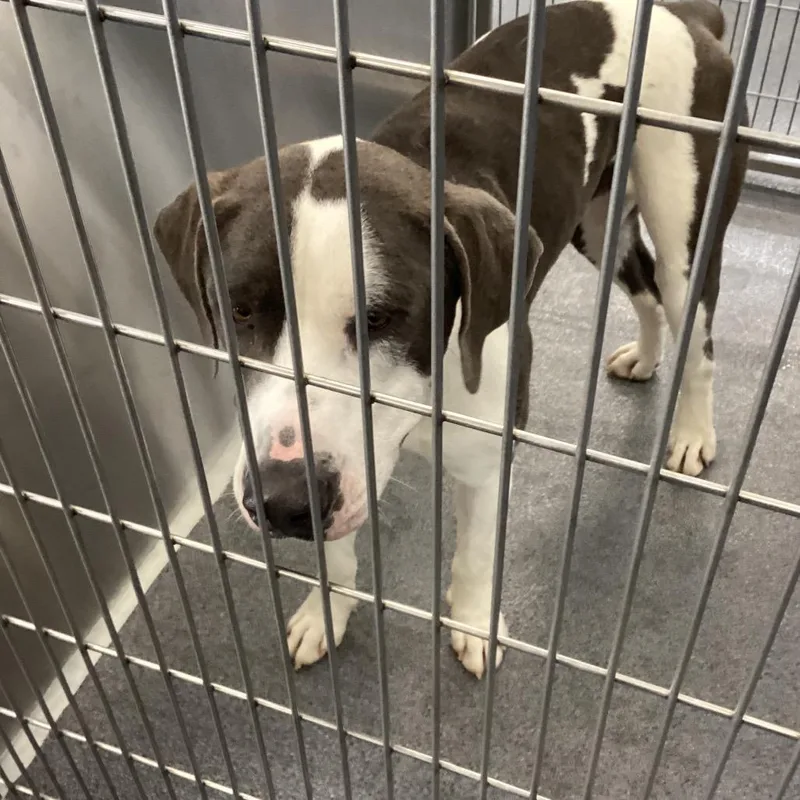 An adult large-sized male Gray / Blue / Silver Welsh Terrier dog named Babi for adoption in Montgomery, AL
