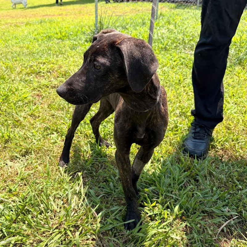 A young medium-sized male Black Hound dog named Memphis for adoption in Pensacola, FL