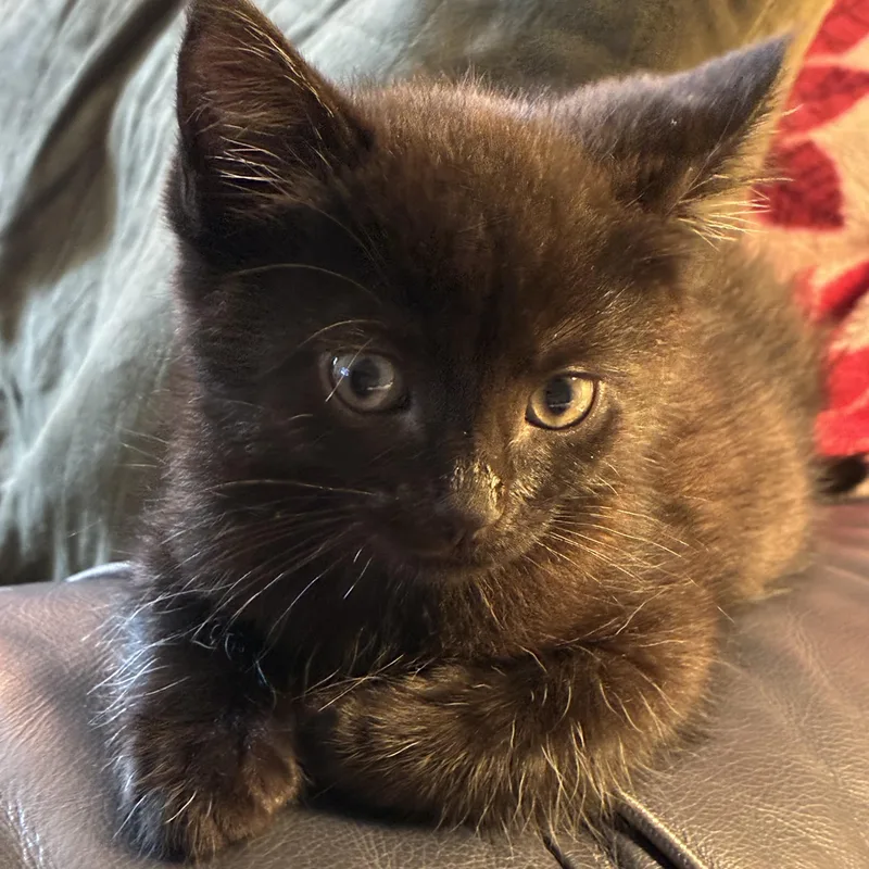 A baby small-sized male Black Domestic Short Hair cat named Steelo for adoption in West Jefferson, OH