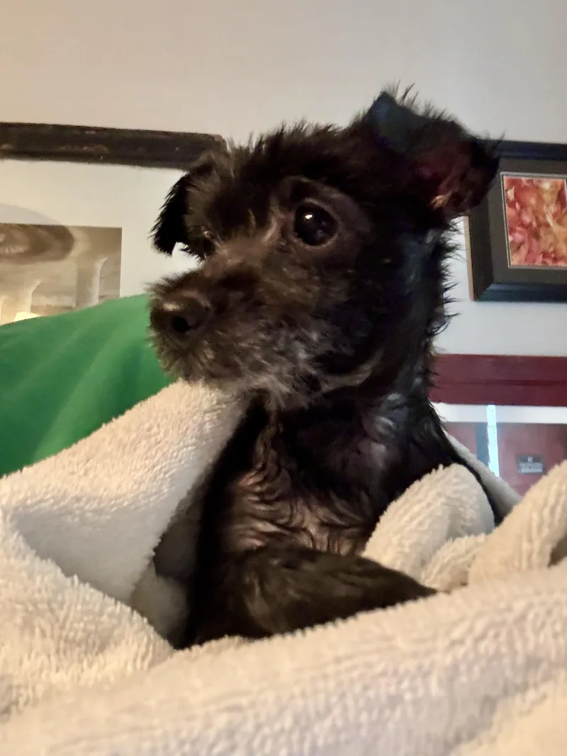 A young small-sized female Black Terrier dog named Bella B for adoption in Tunica, MS