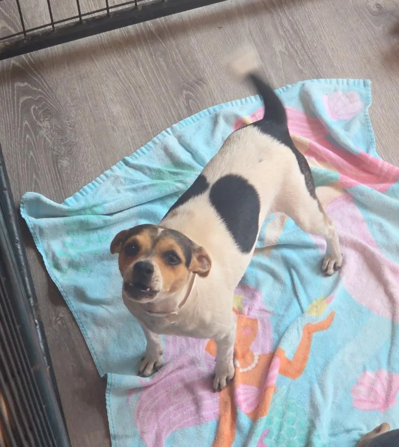 A young small-sized female Chihuahua dog named Julie for adoption in Thompson Falls, MT