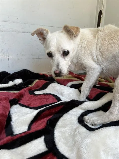 A senior small-sized male Chihuahua dog named A for adoption in Martinez, CA