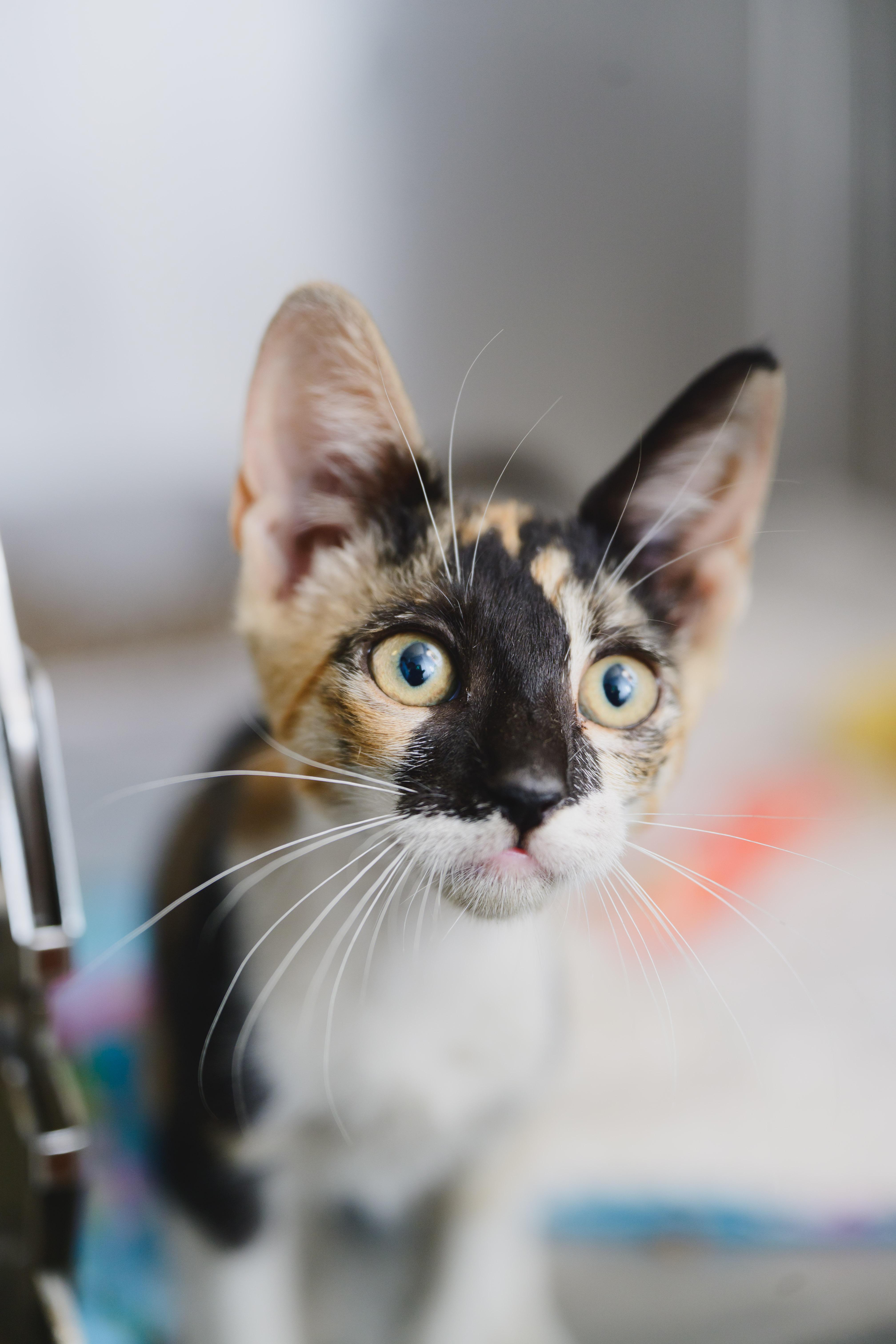 A baby small-sized female Domestic Short Hair cat named Kama for adoption in Honolulu, HI