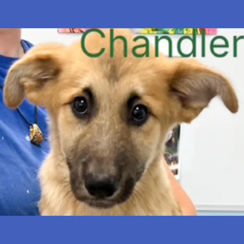 A baby medium-sized male Apricot / Beige Collie dog named Chandler for adoption in Albany, NY