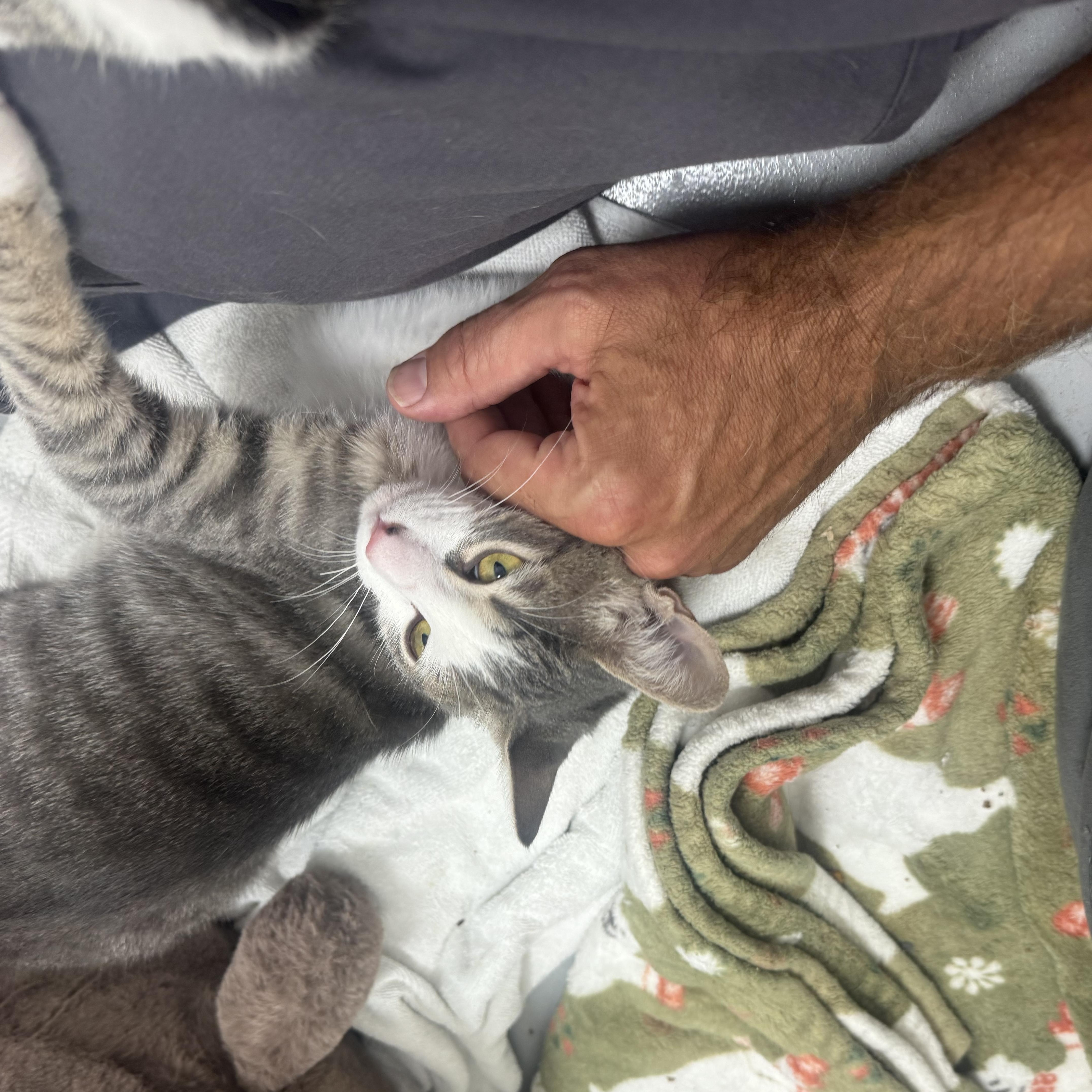 A young medium-sized female Tabby (Gray / Blue / Silver) Domestic Short Hair cat named Persimmon for adoption in Marina del Rey, CA