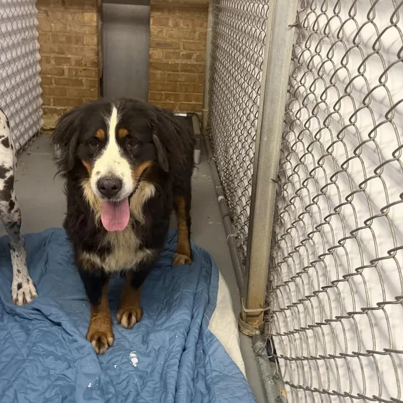 An adult large-sized female Black Bernese Mountain Dog dog named Marge for adoption in Northbrook, IL