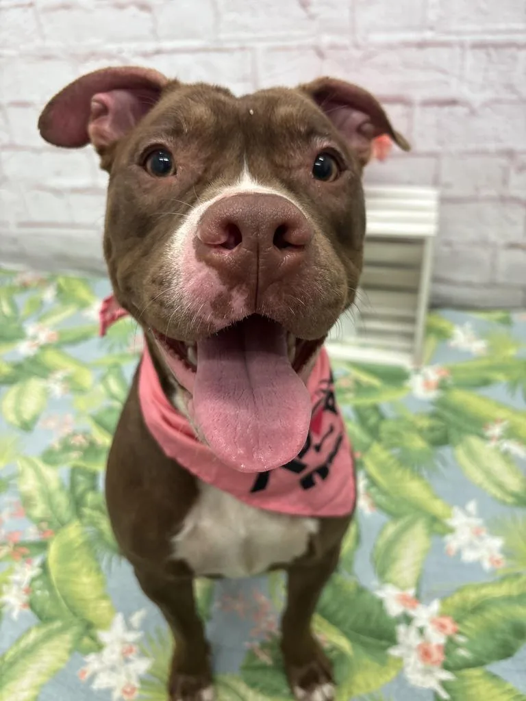 An adult medium-sized female Mixed Breed dog named Taco Tina for adoption in Detroit, MI