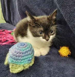 A young medium-sized male Domestic Short Hair cat named Carlos for adoption in Bucyrus, OH