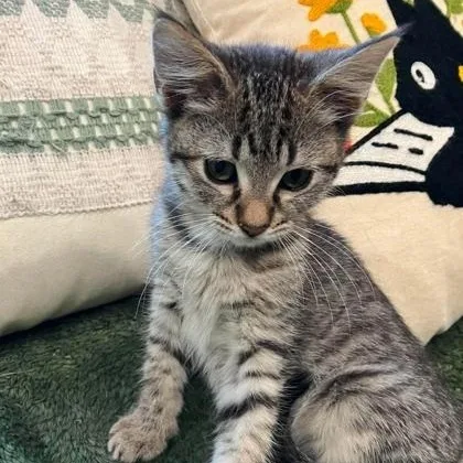 A baby medium-sized female Tabby (Brown / Chocolate) Domestic Short Hair cat named Carla for adoption in Warr Acres, OK