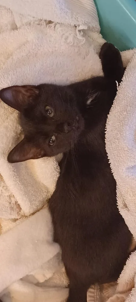 A baby small-sized female Black Domestic Short Hair cat named Spritz for adoption in Orlando, FL