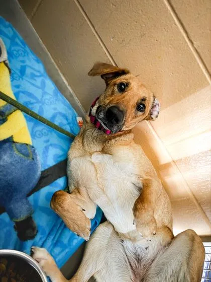 A young medium-sized female Mixed Breed dog named Shirley for adoption in Traverse City, MI