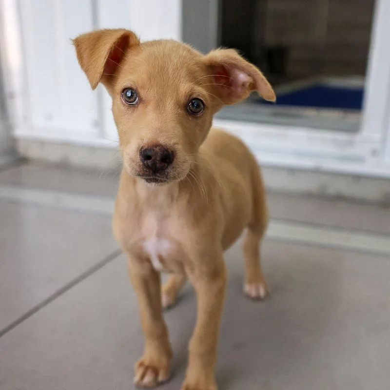 A baby medium-sized male Yellow / Tan / Blond / Fawn Mixed Breed dog named Brioche for adoption in Bradenton, FL
