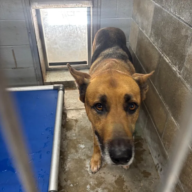 A senior large-sized male Black German Shepherd Dog named Hank for adoption in Brookfield, MO