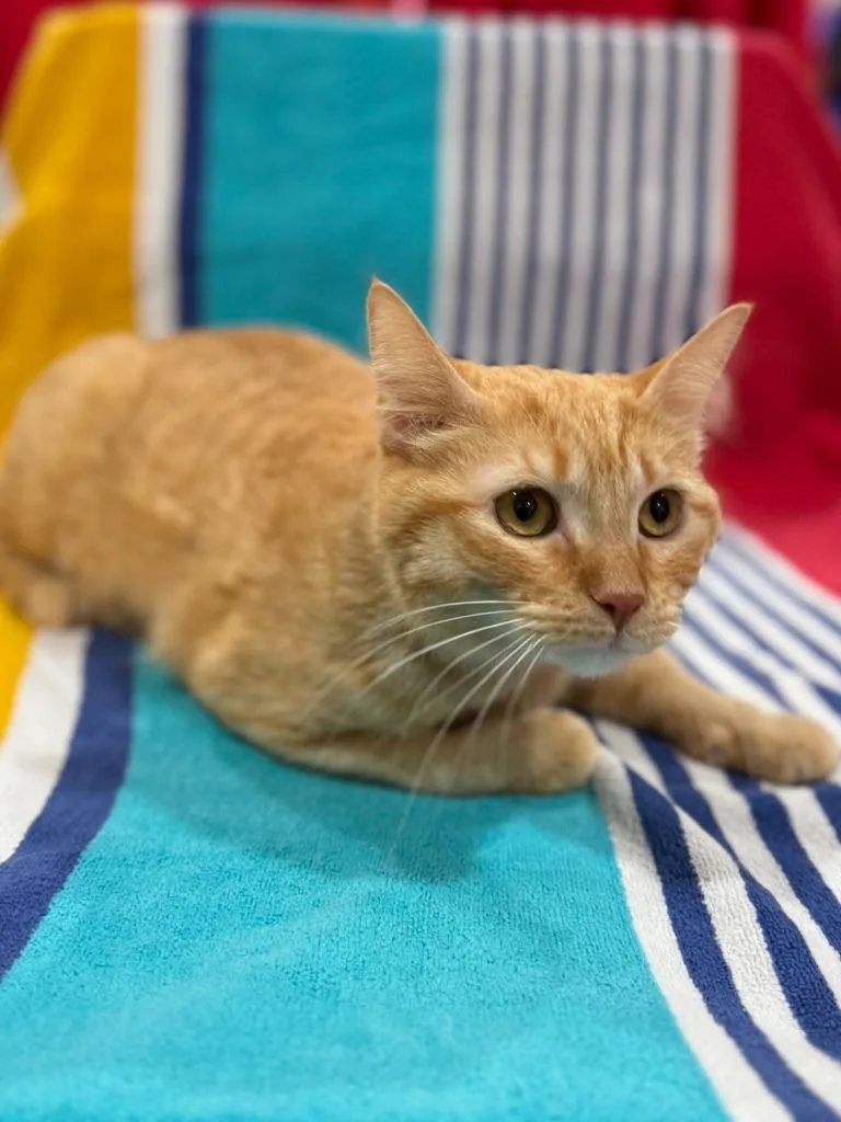 A baby medium-sized female Domestic Short Hair cat named Charlotte for adoption in Vacaville, CA