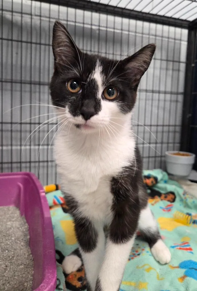 A baby small-sized male Domestic Short Hair cat named Bonkers for adoption in Muskegon, MI