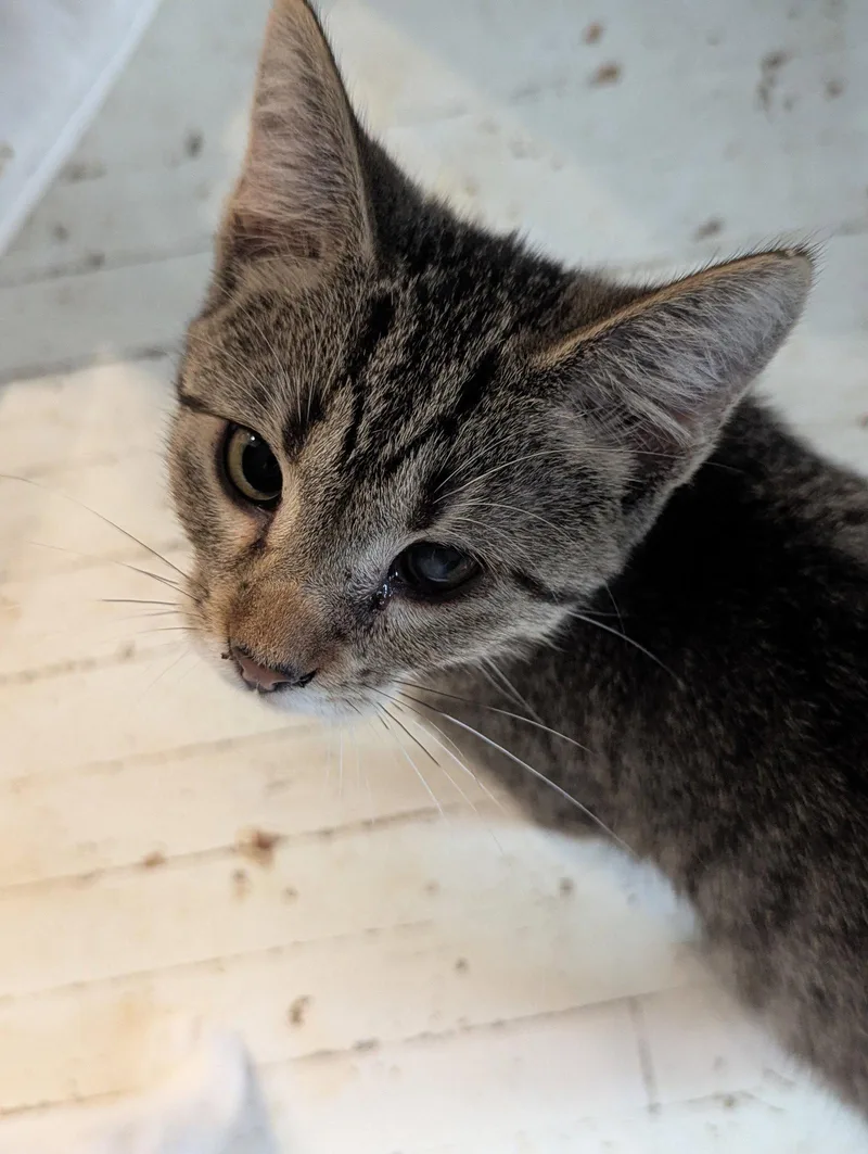 A baby medium-sized female Domestic Short Hair cat named Chocolate for adoption in Waterloo, IA