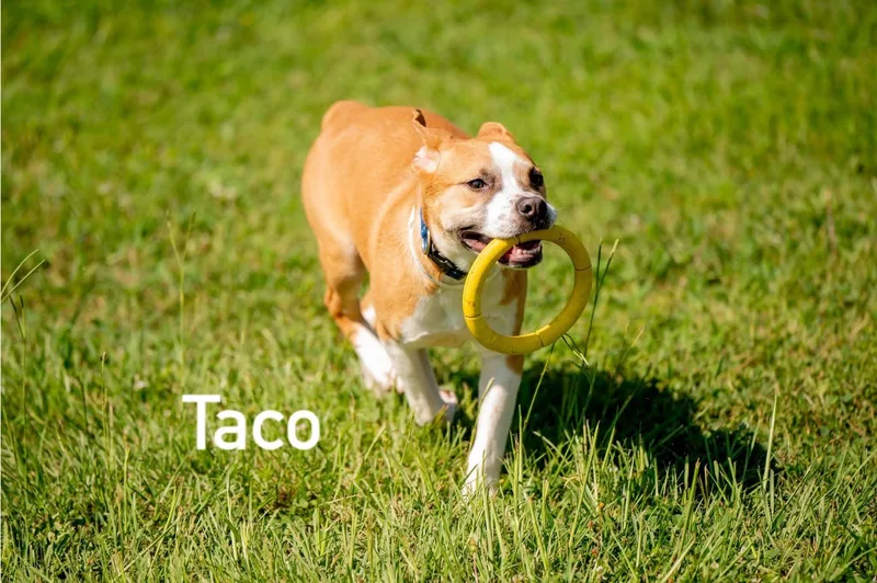 Taco thumbnail 2