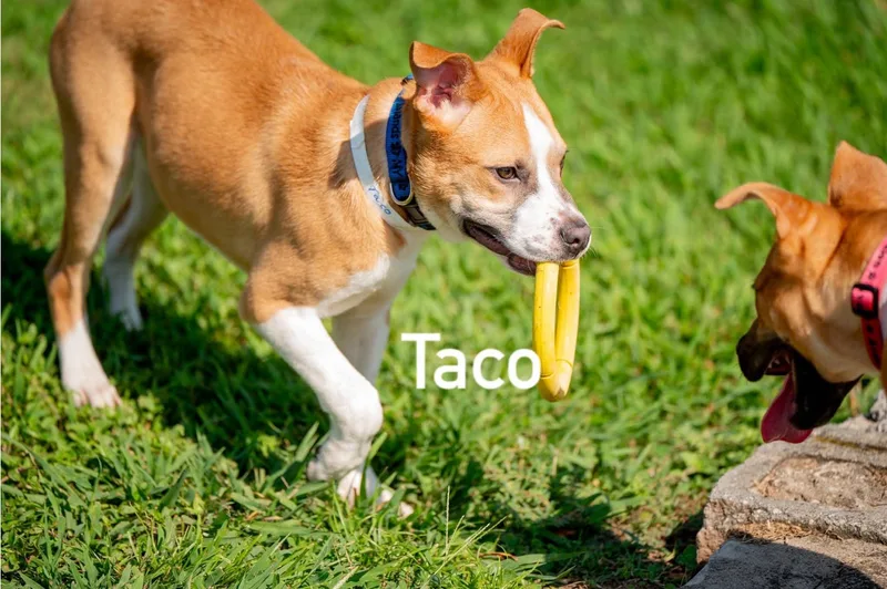 Taco thumbnail 3