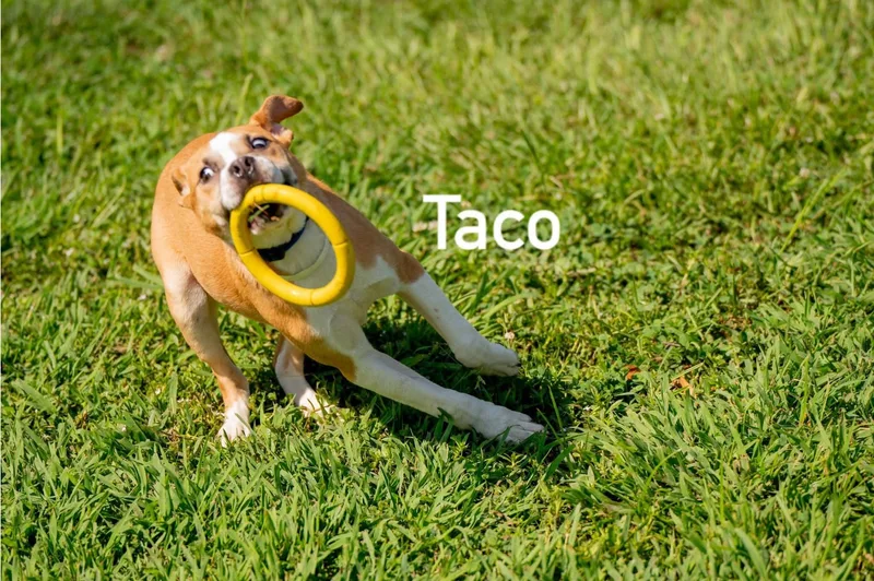 Taco thumbnail 5