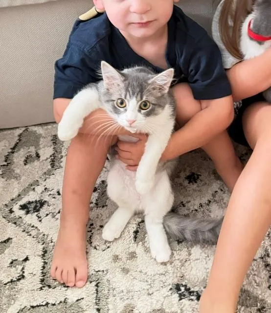 A young medium-sized female Gray & White Domestic Short Hair cat named Flower for adoption in Houston, TX