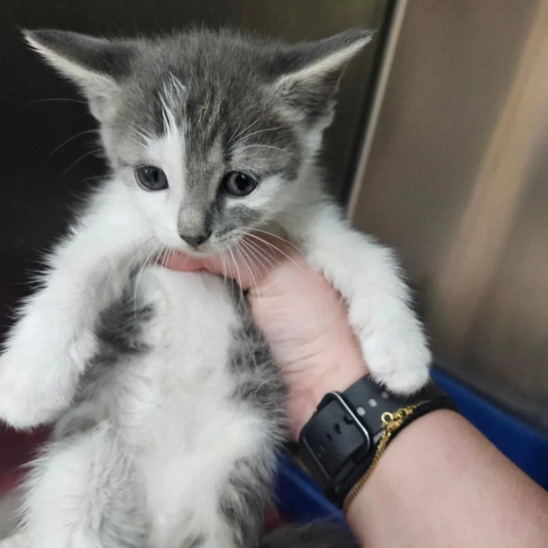 A baby small-sized female White Domestic Short Hair cat named Esme for adoption in Pasadena , MD