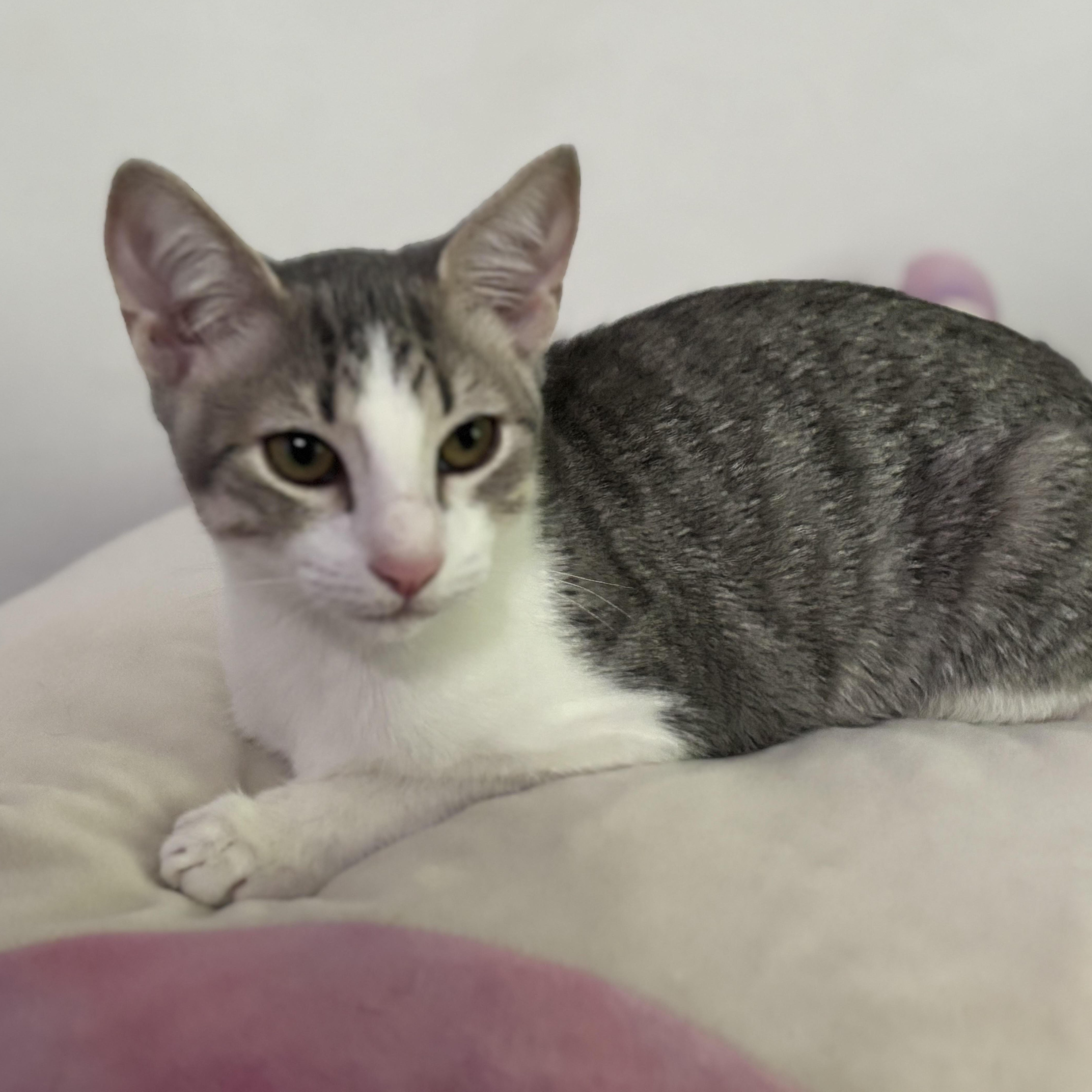 A young medium-sized male Domestic Short Hair cat named Menace for adoption in Sugar Land, TX