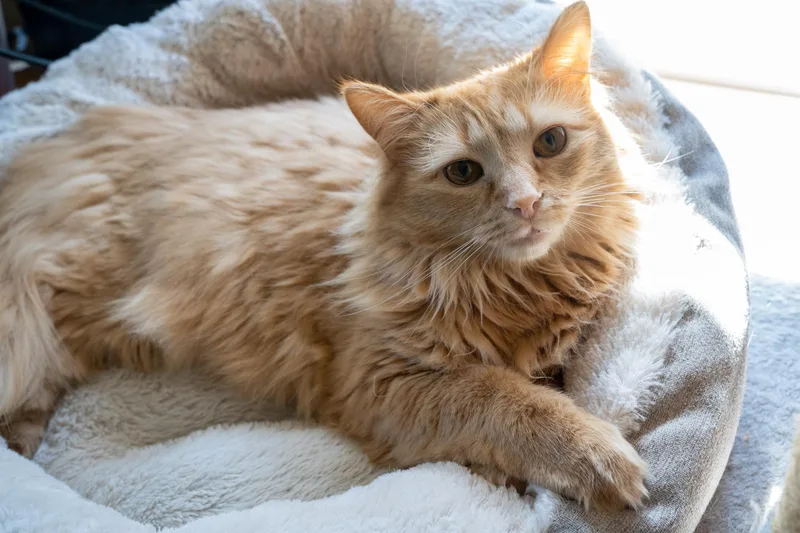 A young medium-sized female Domestic Long Hair cat named Azalea for adoption in Warwick, RI