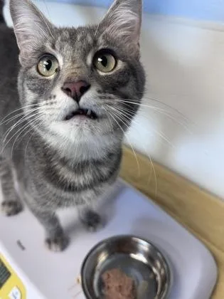 An adult medium-sized male Domestic Short Hair cat named Pepper for adoption in Mount Pleasant, IA