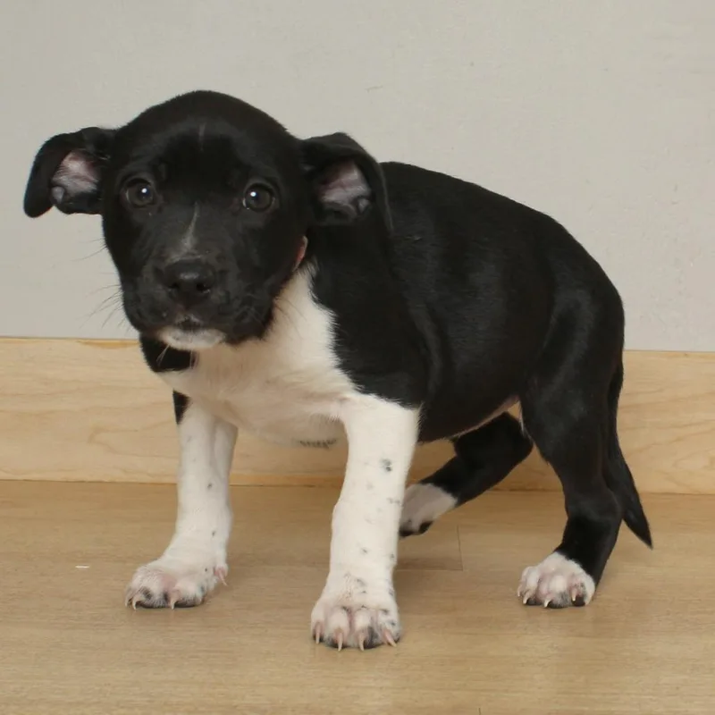 Paddle D thumbnail 2