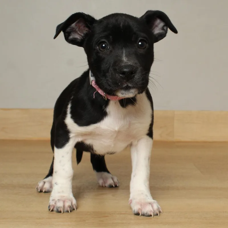 Paddle D thumbnail 3