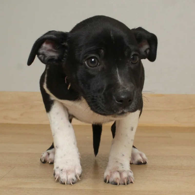 Paddle D thumbnail 4