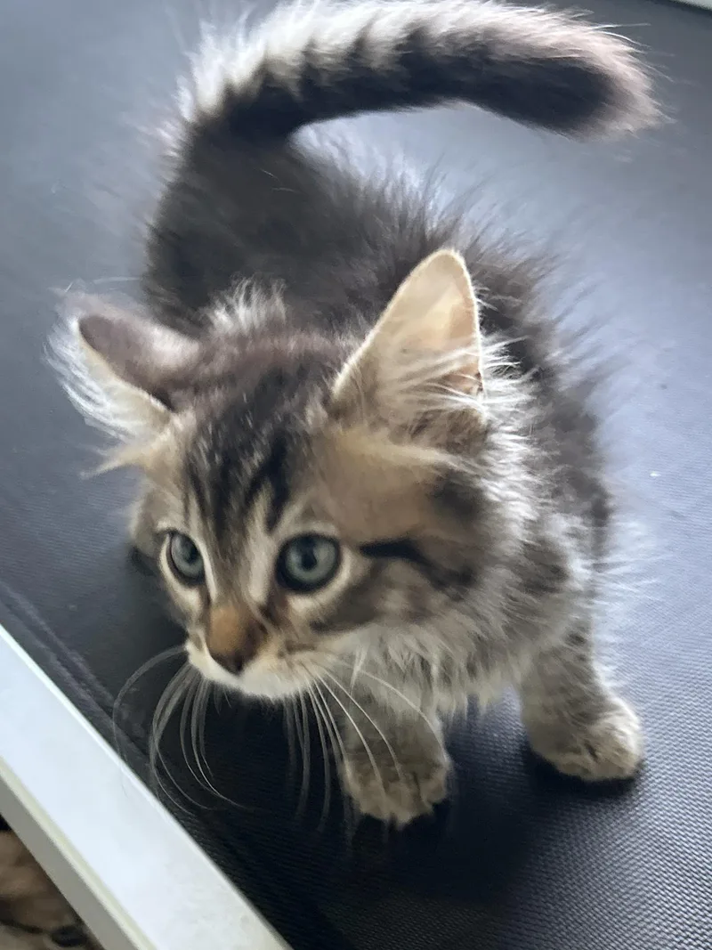 A baby large-sized male Tabby (Gray / Blue / Silver) Domestic Long Hair cat named Hank for adoption in LAMPASAS, TX